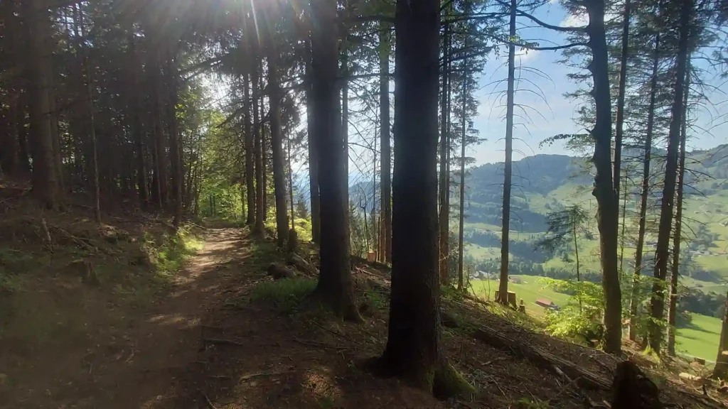 wandern-tour-karte-startseite Waldpfad beim Barfusswandern am Atzmännig mit Blick ins Tal